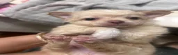 Chihuahua dogs for sale: Chihuahua 5 - Ad 4