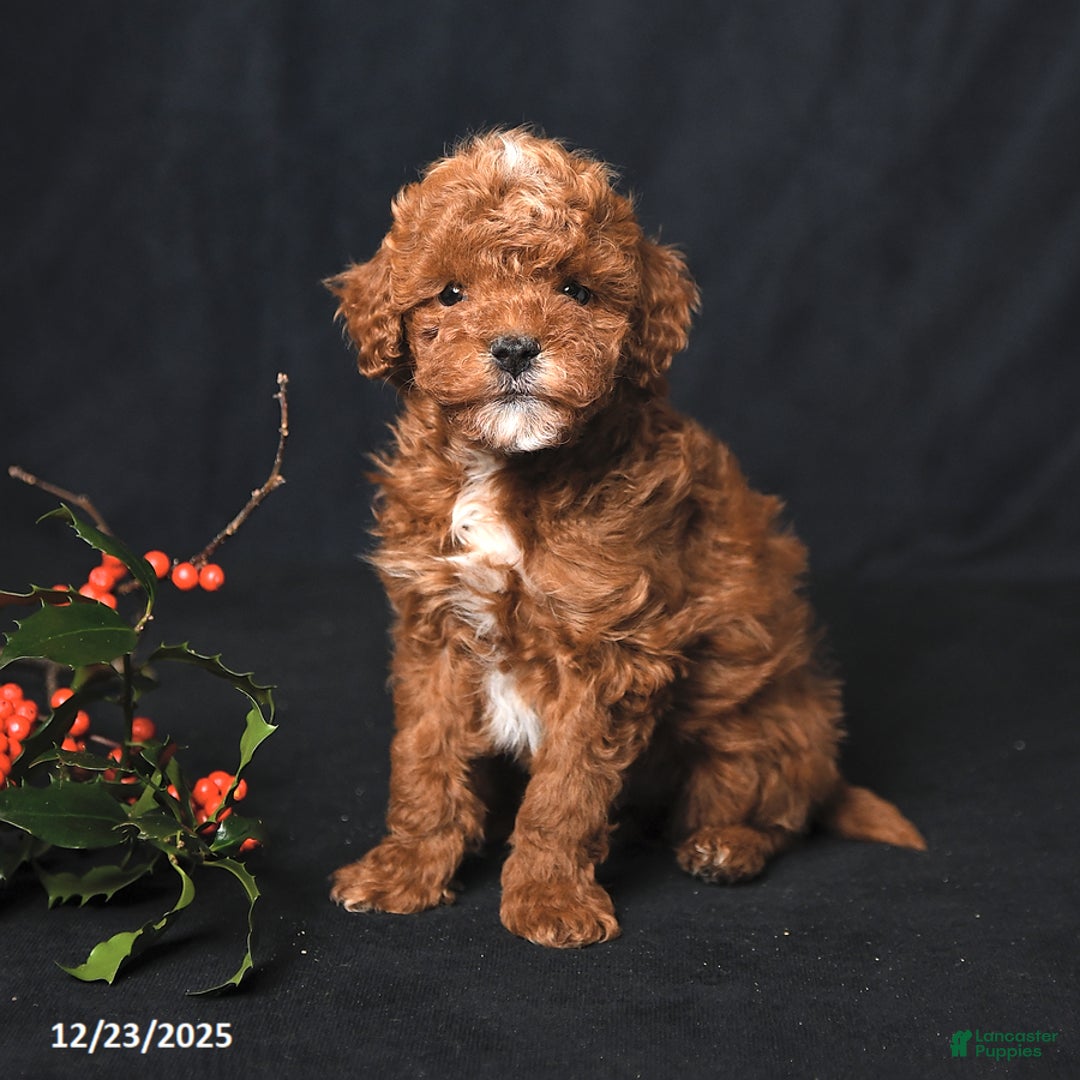 Toy Poodle dogs for sale: Tiny Landon - Ad 2