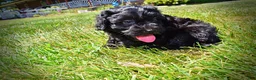 Havapoo dogs for sale: Isabella - Ad 17