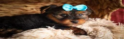Yorkshire Terrier dogs for sale: DEXTER - Ad 3