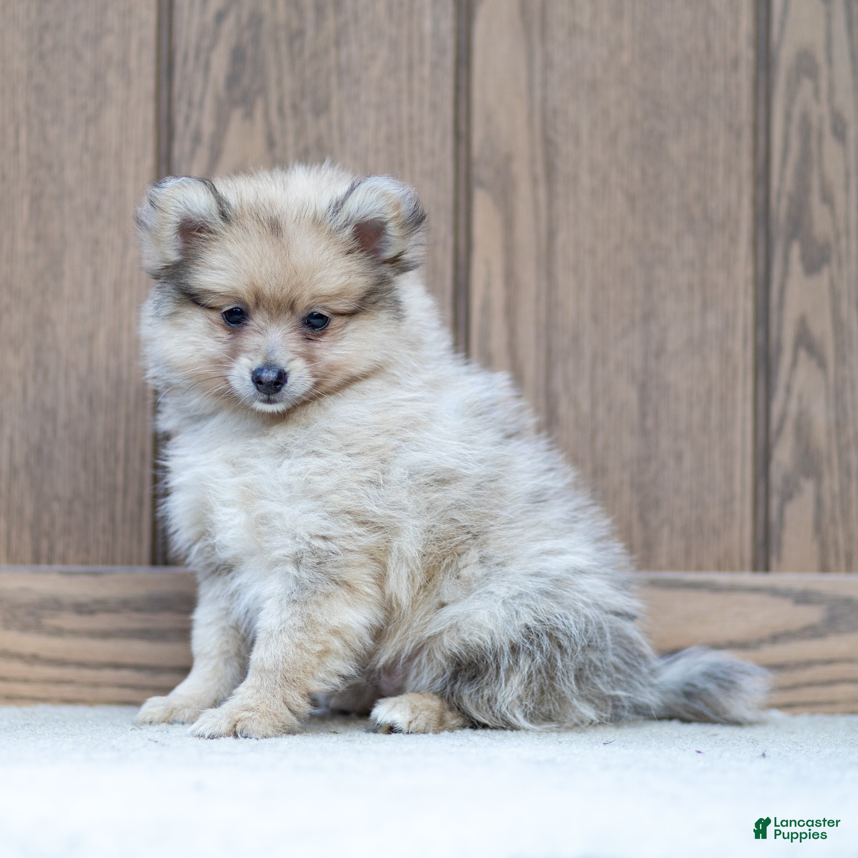 Pomeranian dogs Archie - Ad 2