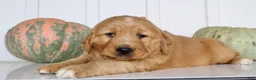 Golden Retriever dogs for sale: Brice Male AKC Golden Retriever - Ad 5
