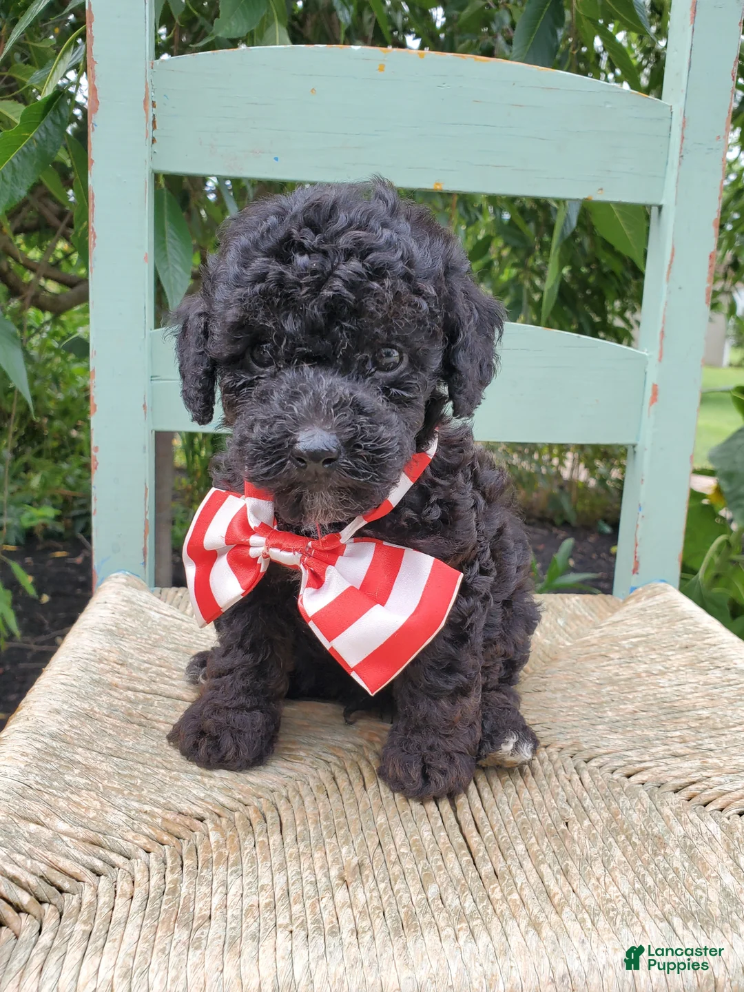 Toy Poodle dogs for sale: Bingo - Ad 2
