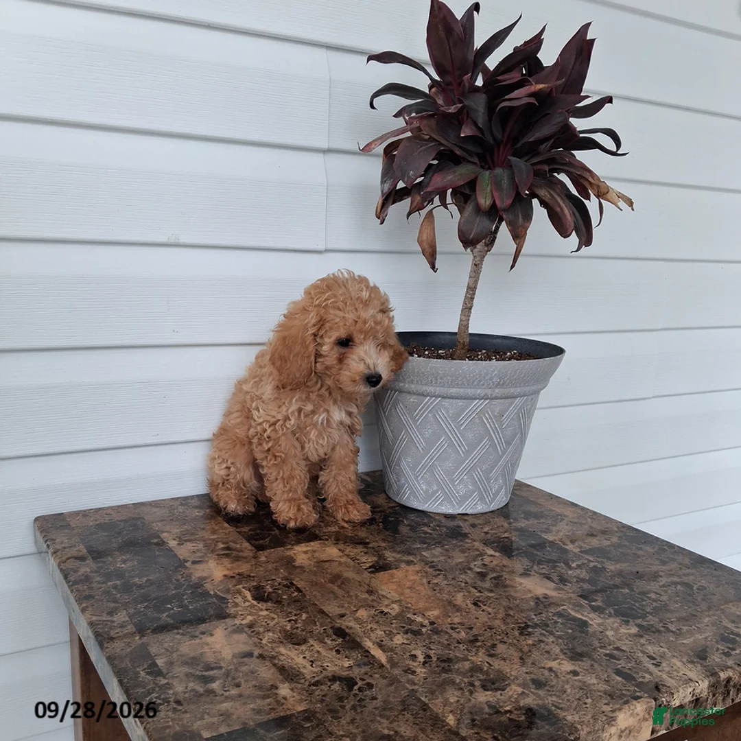 Miniature Poodle dogs for sale: Anson - Ad 1