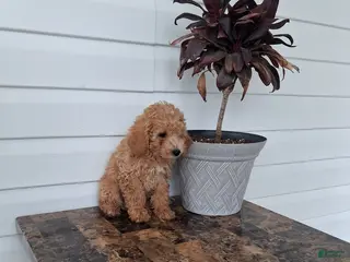 Miniature Poodle dogs Anson - Ad 24