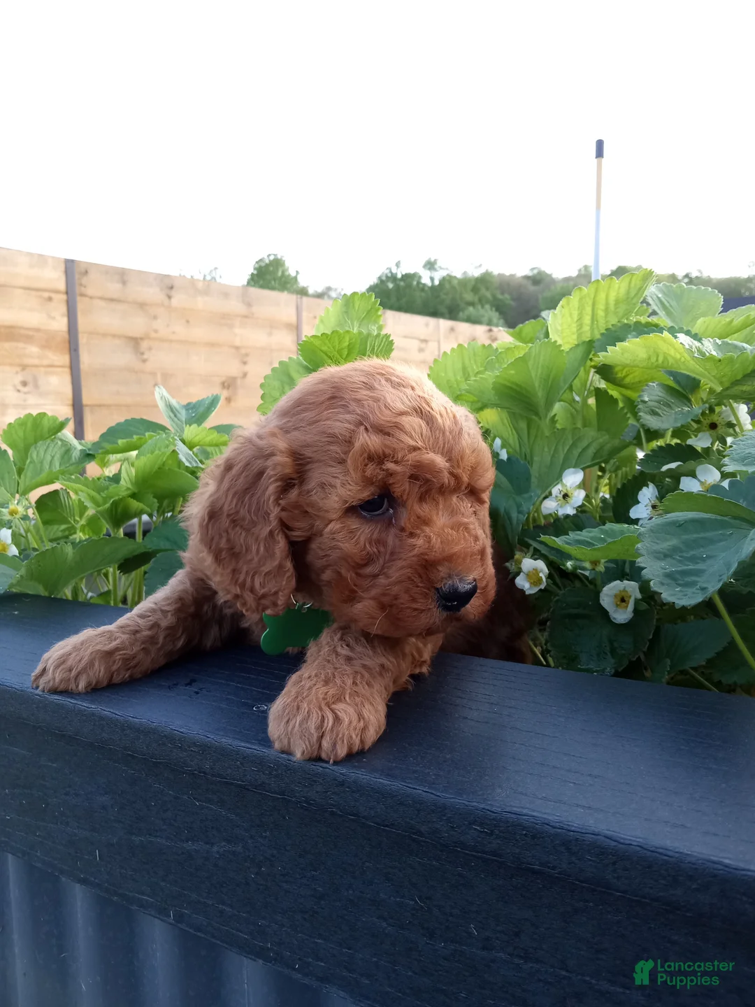 Mini Goldendoodle dogs for sale: Charlie F1b - Ad 9
