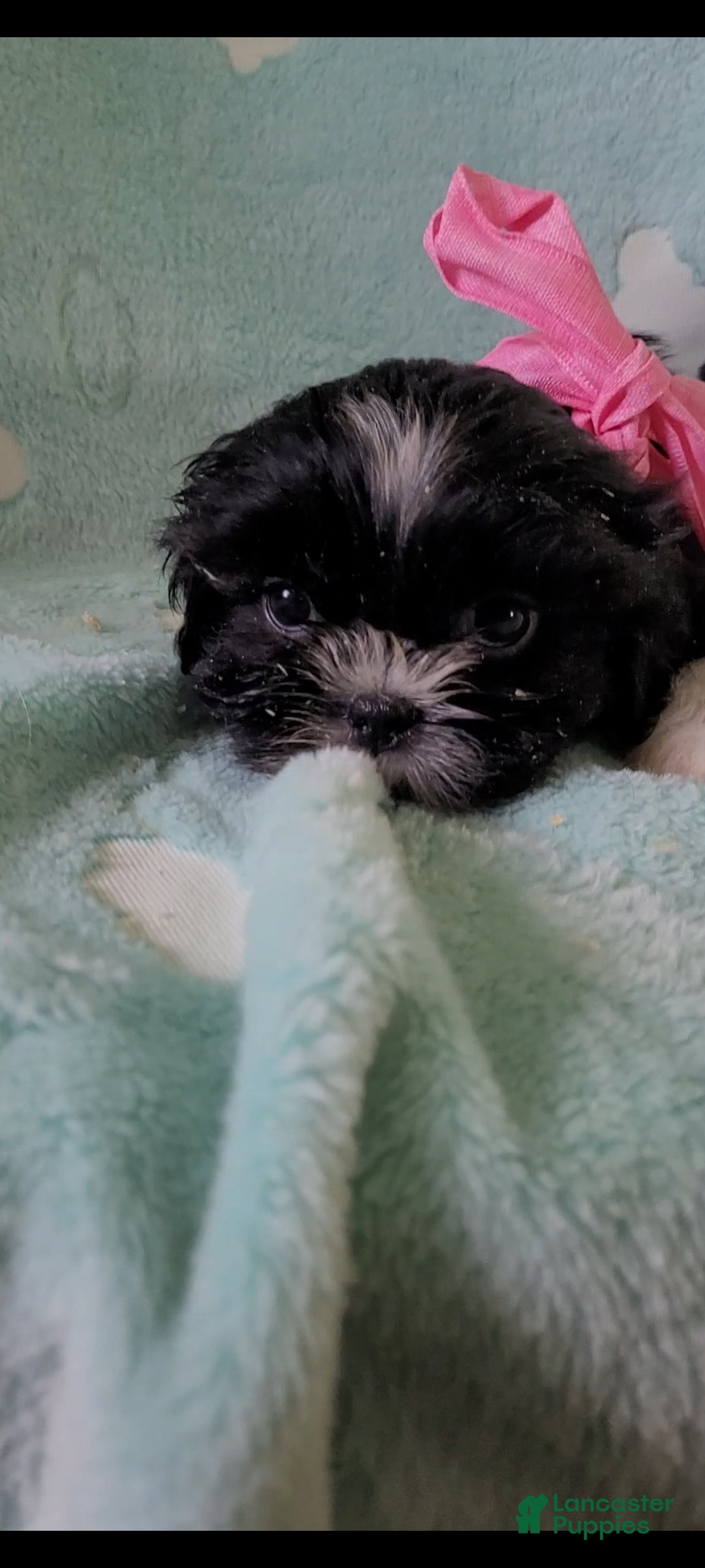 Shih Tzu dogs Shorty AKC - Ad 2
