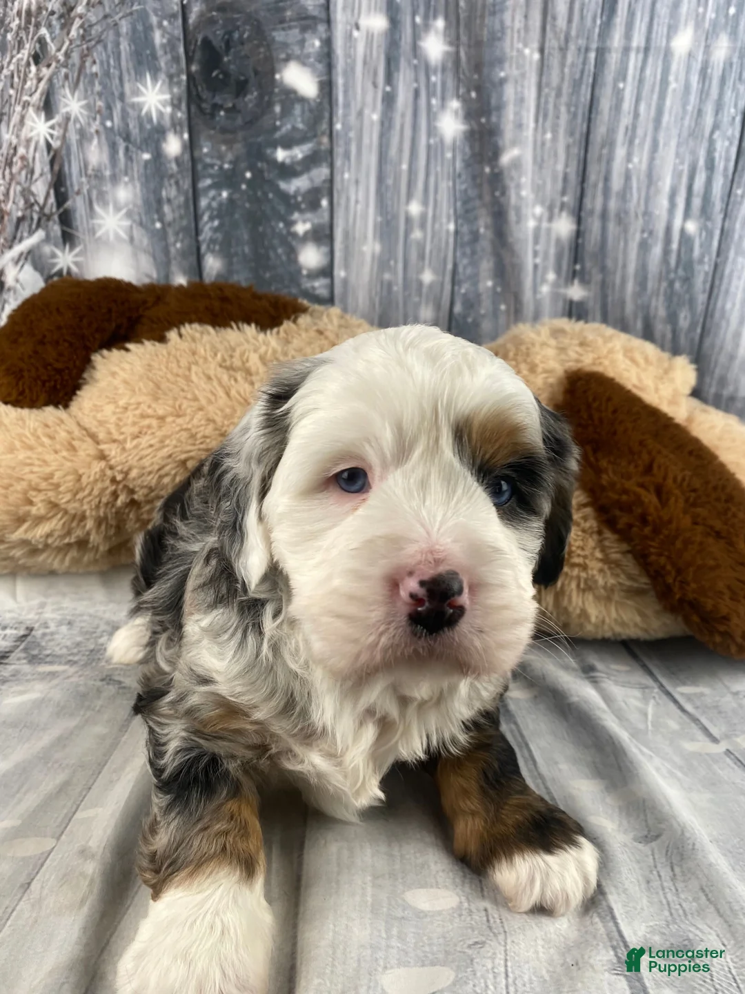 Mixed Breed dogs for sale: Rubio - Ad 7