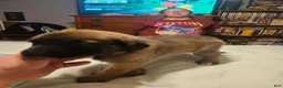English Mastiff dogs for sale: English Mastiff 7 - Ad 2