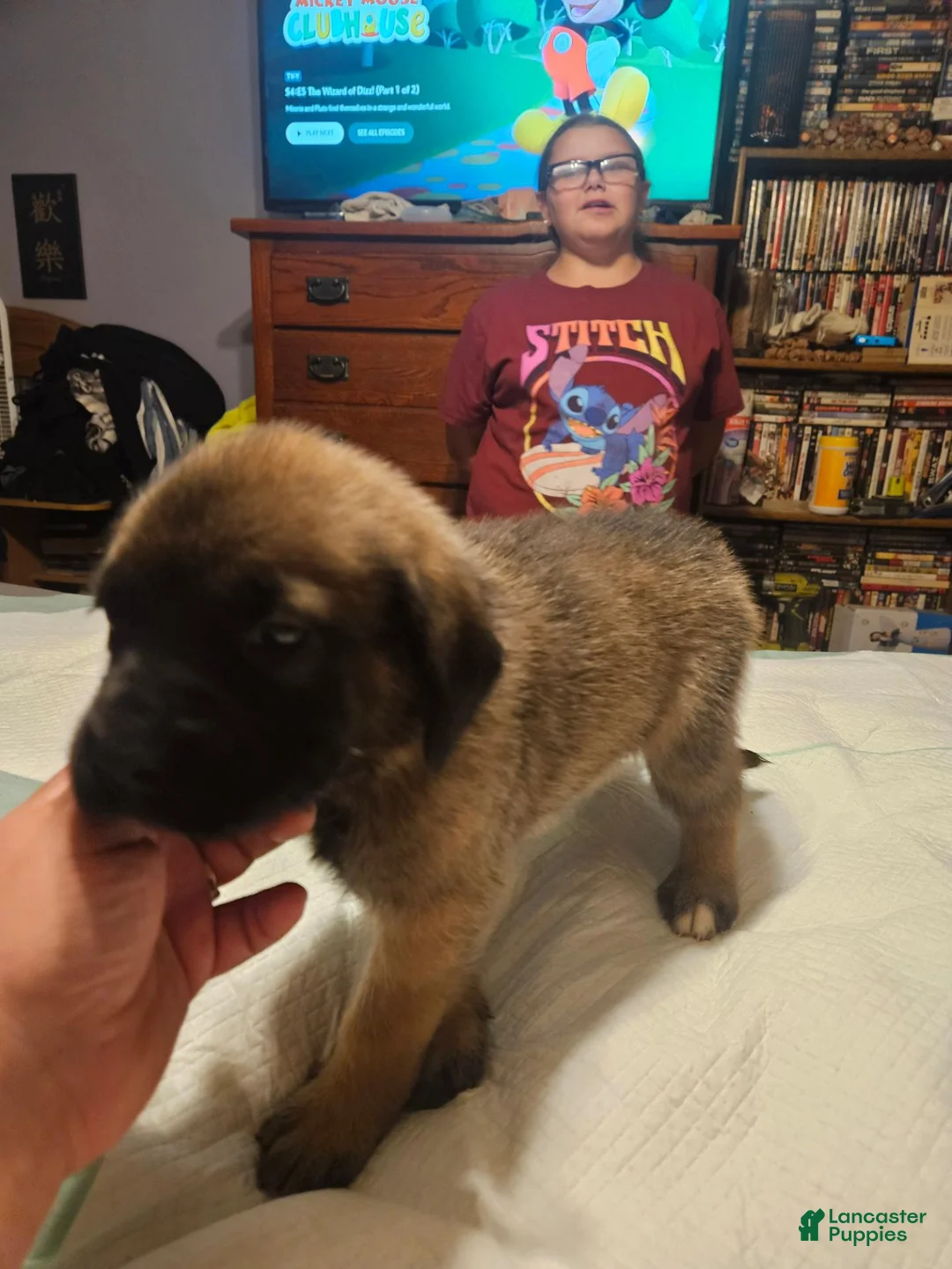 English Mastiff dogs for sale: English Mastiff 7 - Ad 2