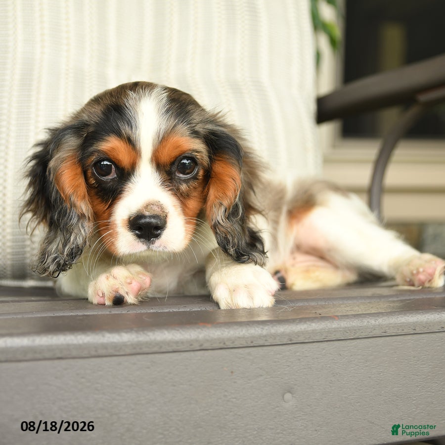 Cavalier King Charles Spaniel dogs Kentucky - Ad 2