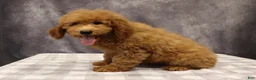 Mini Goldendoodle dogs for sale: Maeve - Ad 6