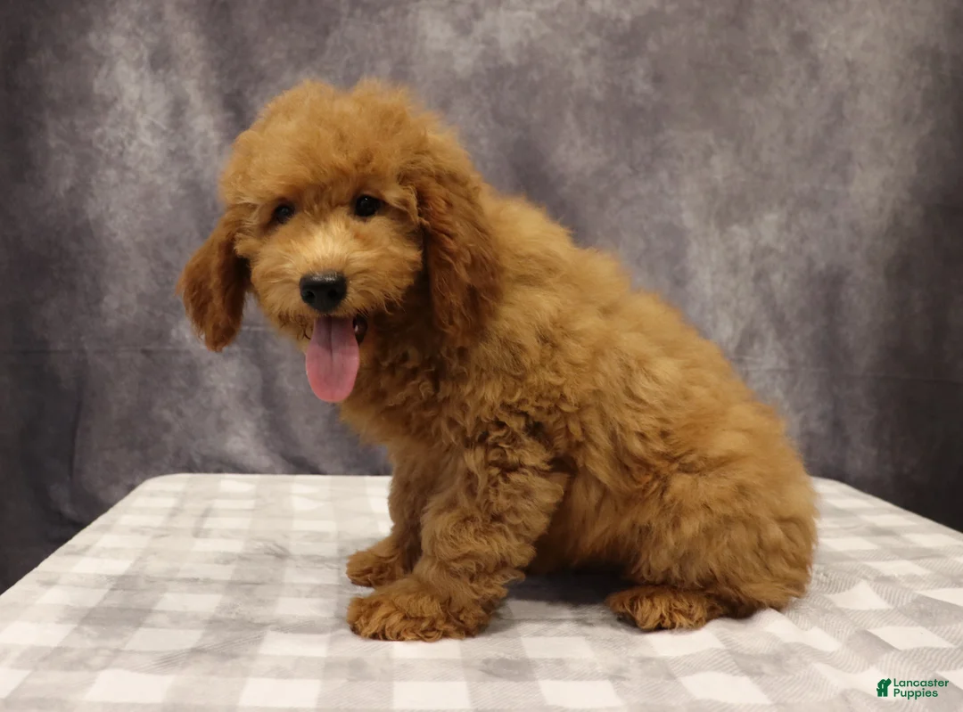 Mini Goldendoodle dogs for sale: Maeve - Ad 6