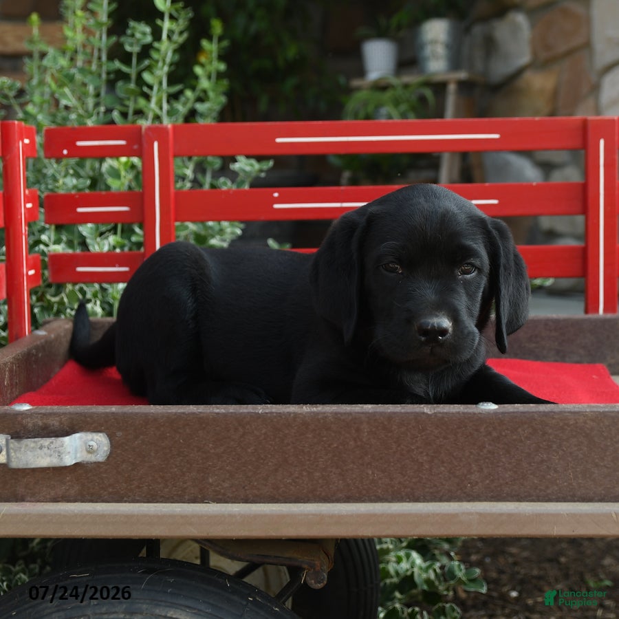 Labrador Retriever dogs Baden - Ad 2