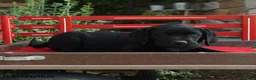 Labrador Retriever dogs for sale: Baden - Ad 2