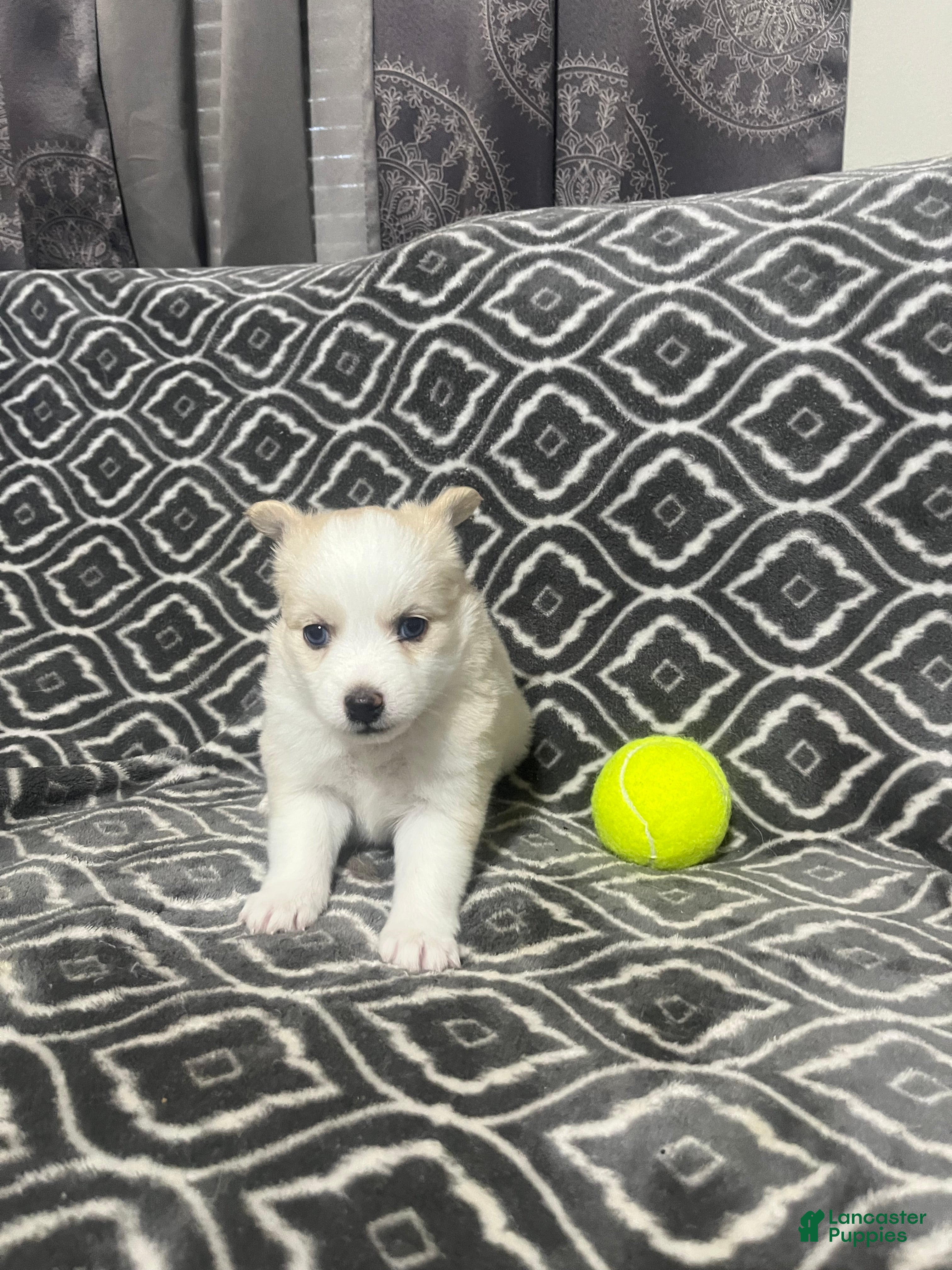 Pomsky dogs Honey  - Ad 8