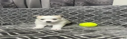 Pomsky dogs for sale: Honey  - Ad 1