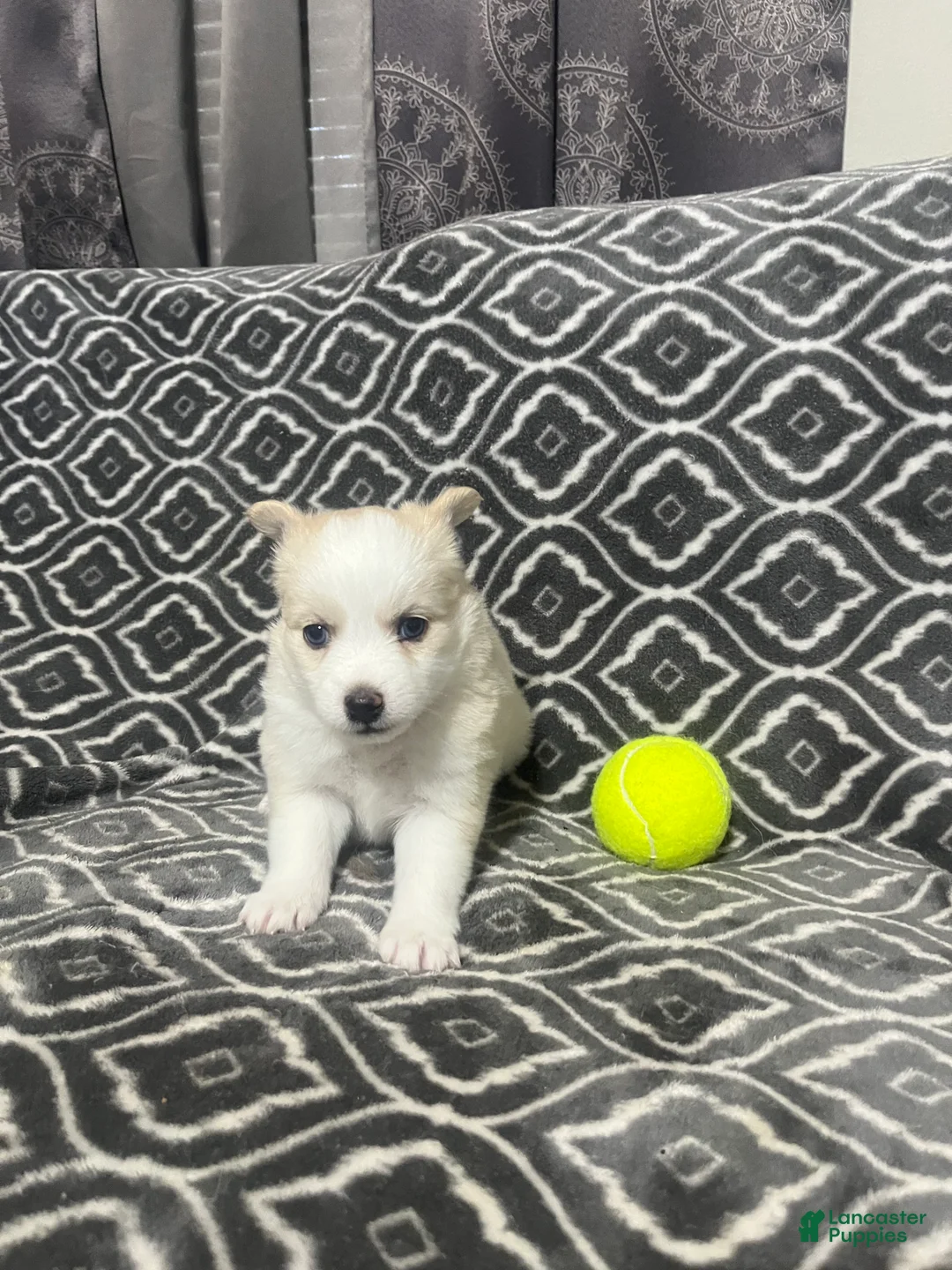 Pomsky dogs for sale: Honey  - Ad 1