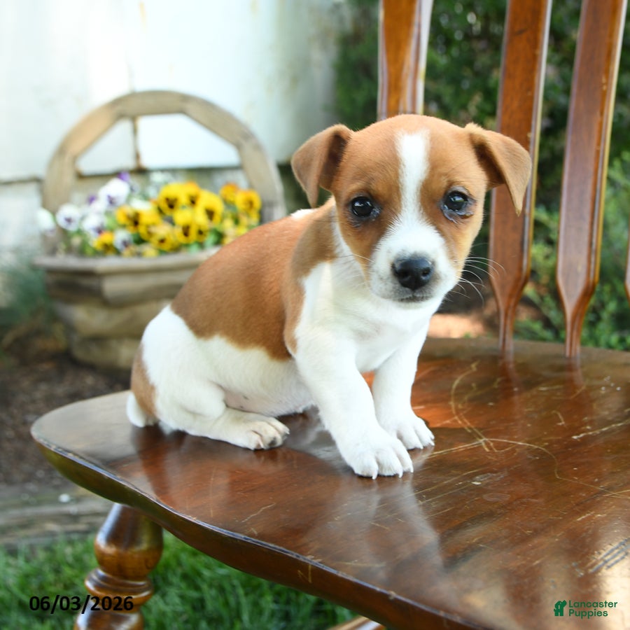 Mixed Breed dogs Jerusha - Ad 1