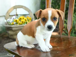 Mixed Breed dogs for sale: Jerusha - Ad 1