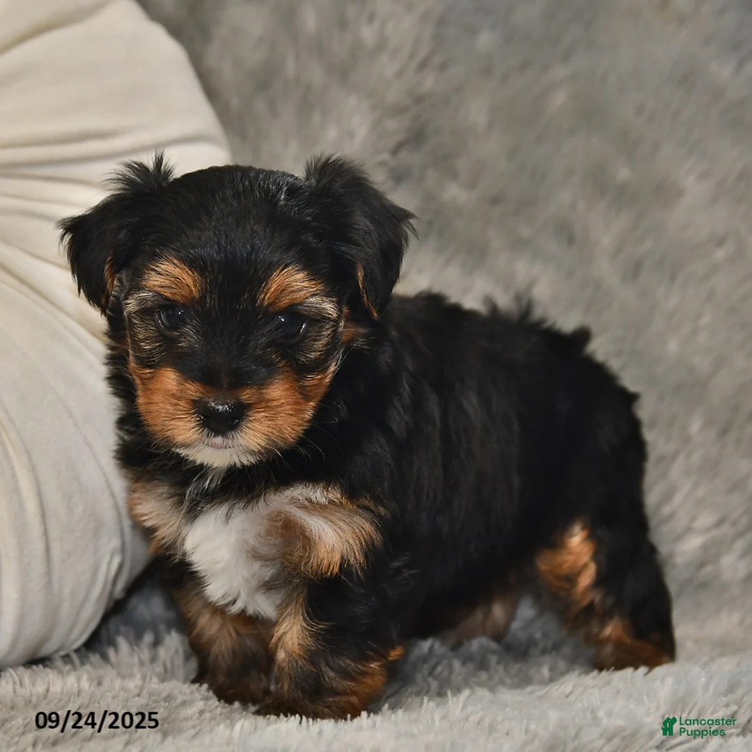 Yorkshire Terrier dogs for sale: Winston - Ad 16