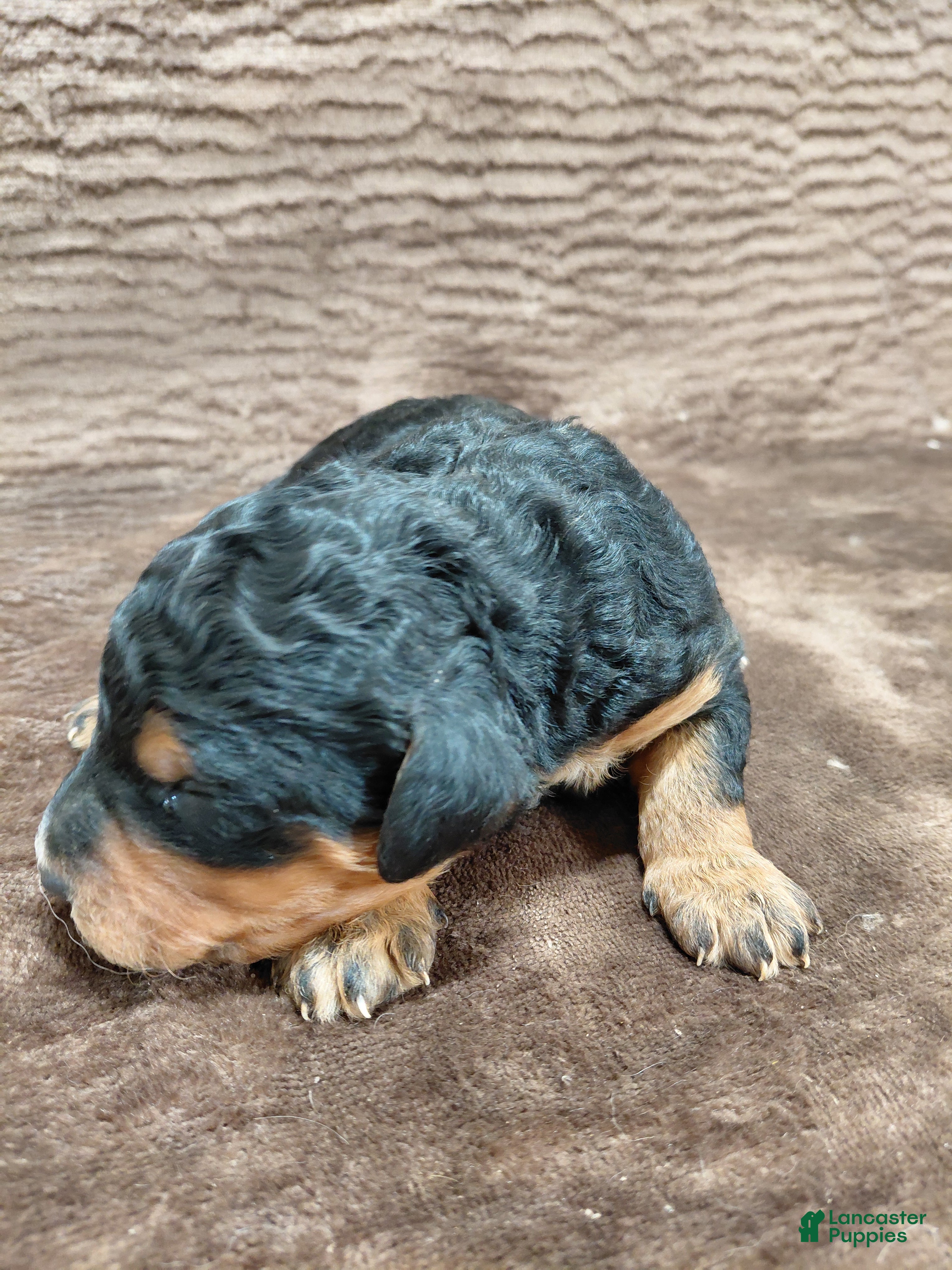 Bernedoodle dogs Bear - Ad 10