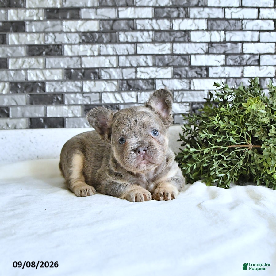 French Bulldog dogs Tessa - Ad 1