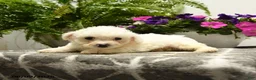 Bichon Frise dogs for sale: Craven - Ad 3