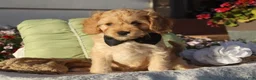 Cavapoo dogs for sale: Laredo  - Ad 3