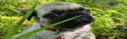 Pug dogs for sale: Moe - Ad 6