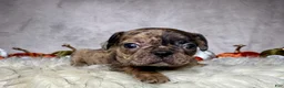 Mixed Breed dogs for sale: Miss Maisie  - Ad 4