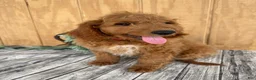 Mini Goldendoodle dogs for sale: Ace - Ad 14