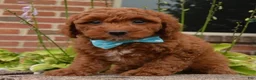 Cockapoo dogs for sale: Kenya - Ad 7