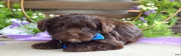 Yorkiepoo dogs for sale: Kayden - Ad 4