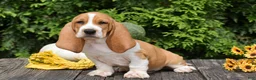 Basset Hound dogs for sale: Leanne - Ad 1