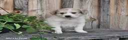 Mixed Breed dogs for sale: Finn - Ad 4