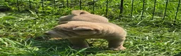 Shar Pei dogs for sale: Lyla - Ad 5
