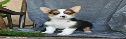 Welsh Corgi Pembroke dogs for sale: Fiona - Ad 3