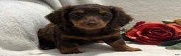 Miniature Dachshund dogs for sale: Polly - Ad 8