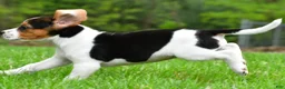 Beagle dogs for sale: Bella - Ad 6