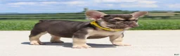 French Bulldog dogs for sale: Winston - Ad 5