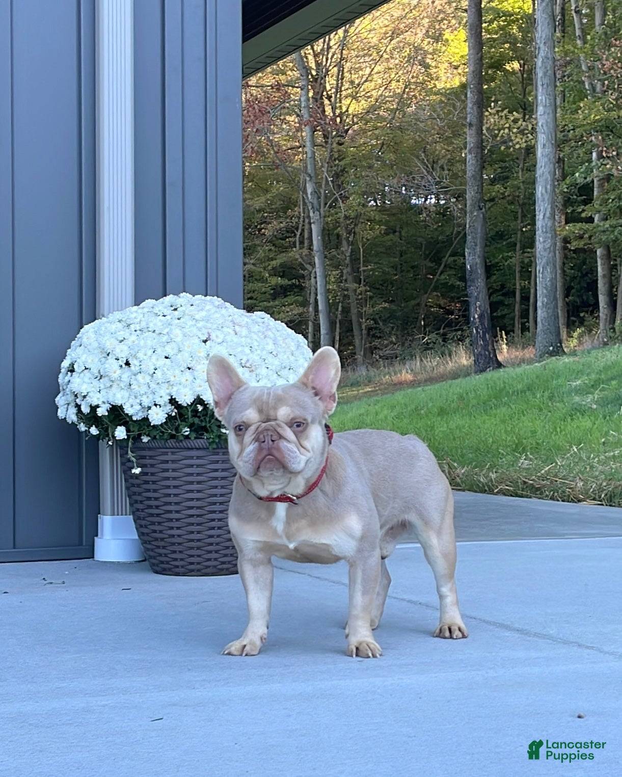 French Bulldog dogs Ellie - Ad 2