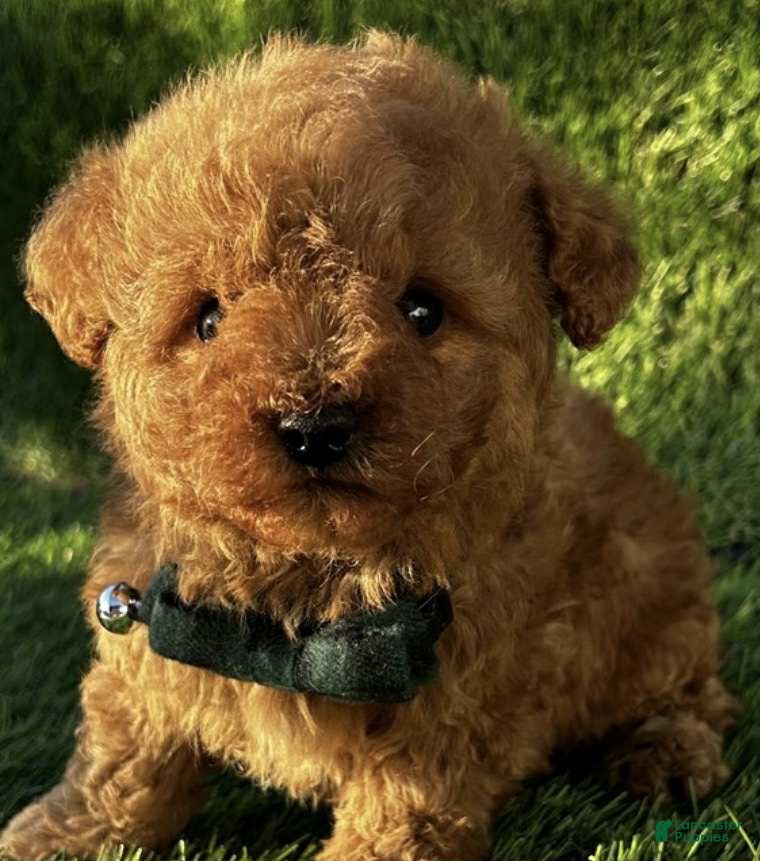 Toy Poodle dogs Lucky - Ad 41