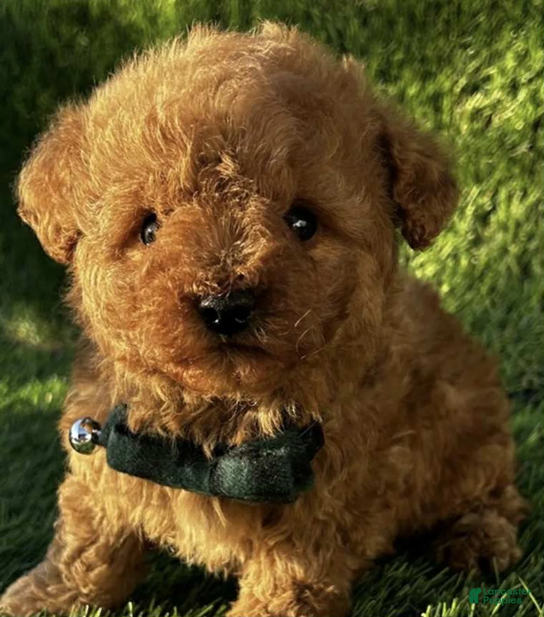 Toy Poodle dogs for sale: Lucky - Ad 1