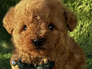 Toy Poodle dogs Lucky - Ad 41