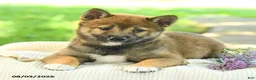 Shiba Inu dogs for sale: Diamond - Ad 4