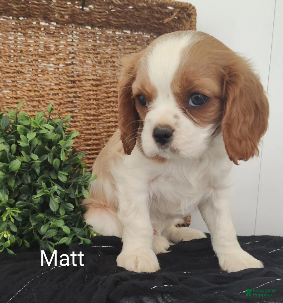 Cavalier King Charles Spaniel dogs for sale: Matt - Ad 2