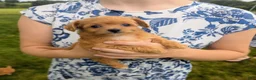 Chipoo dogs for sale: Bella - Ad 4