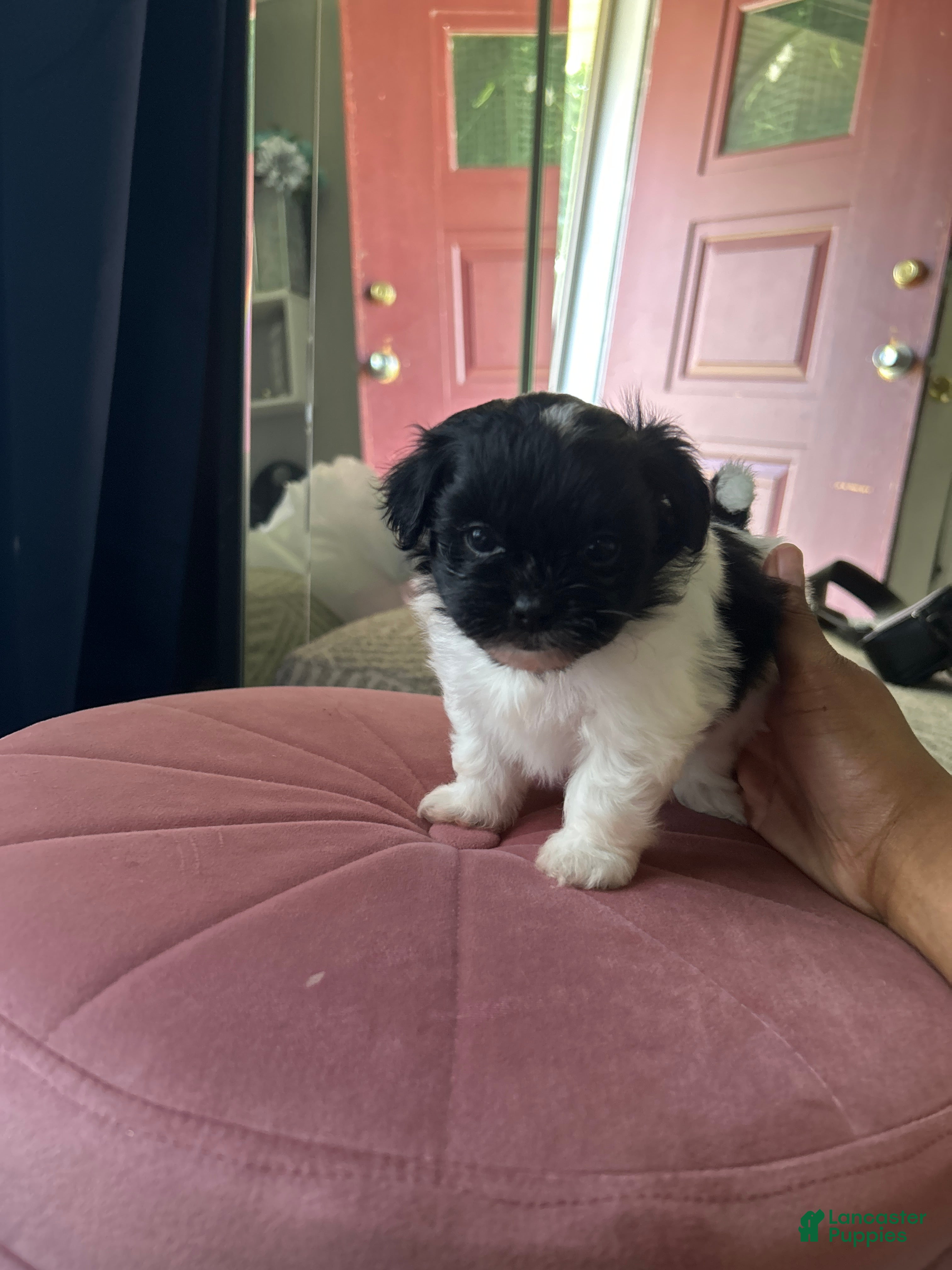 Shihpoo dogs for sale: CoCo - Ad 4