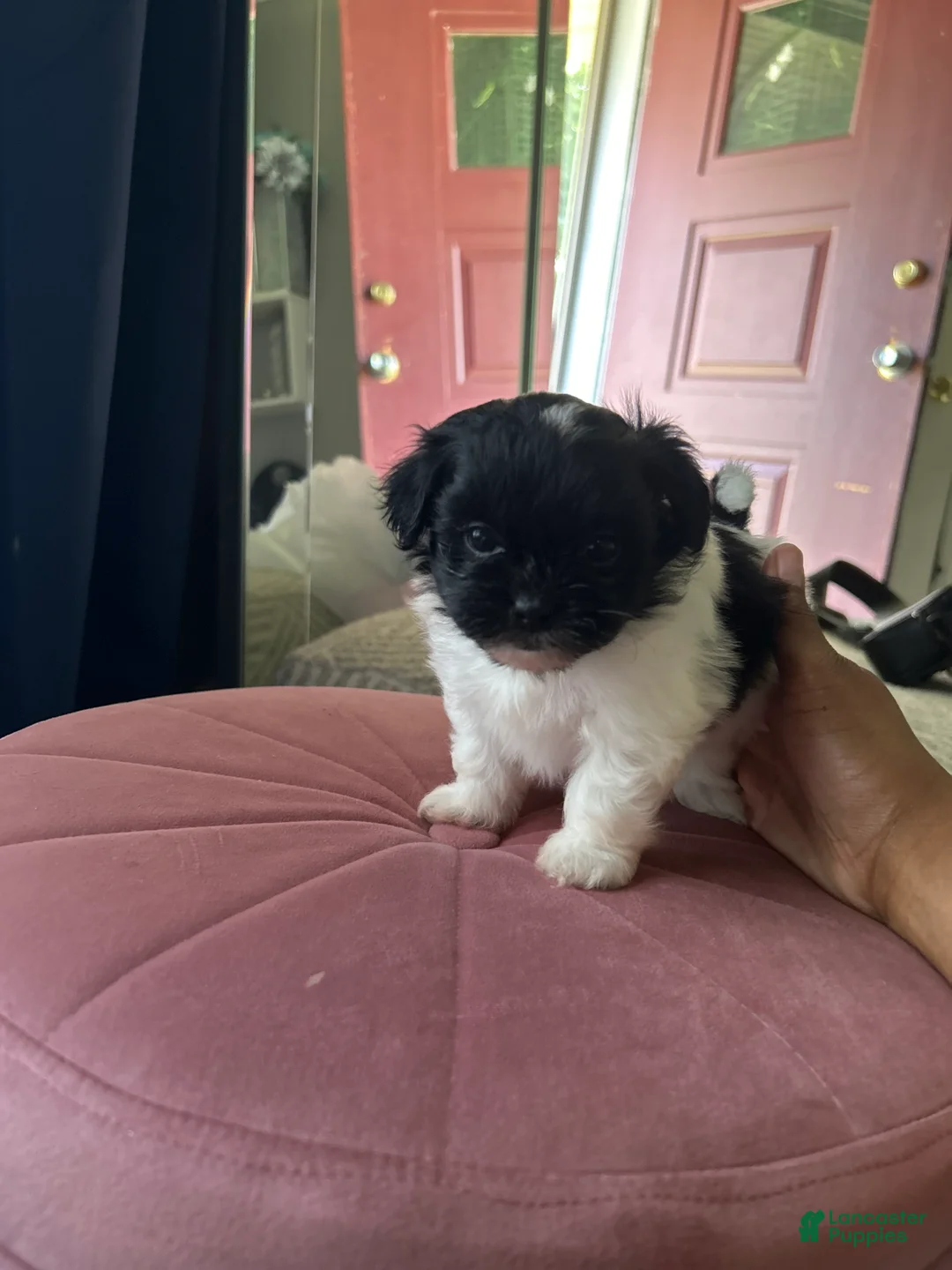 Shihpoo dogs for sale: CoCo - Ad 1
